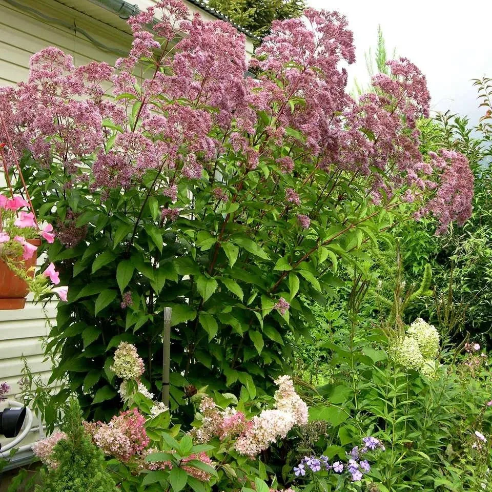 Посконник – эффектный многолетник для заднего плана цветника 🌺