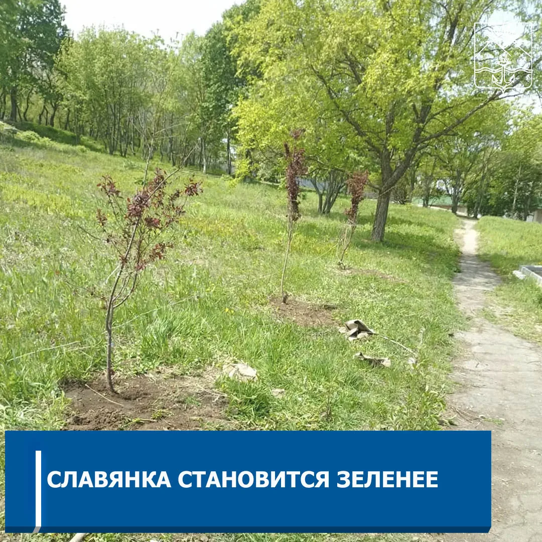 В поселке высадили новые деревья  Вдоль тротуара, ведущего от Дома культуры в районе ул. Молодежной,