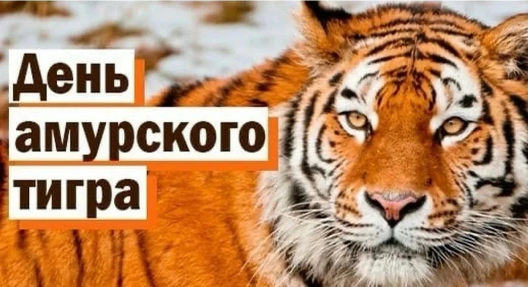 Сегодня был по-настоящему насыщенный День тигра! 🐯 Мы не просто прошли в карнавальном шествии и зак