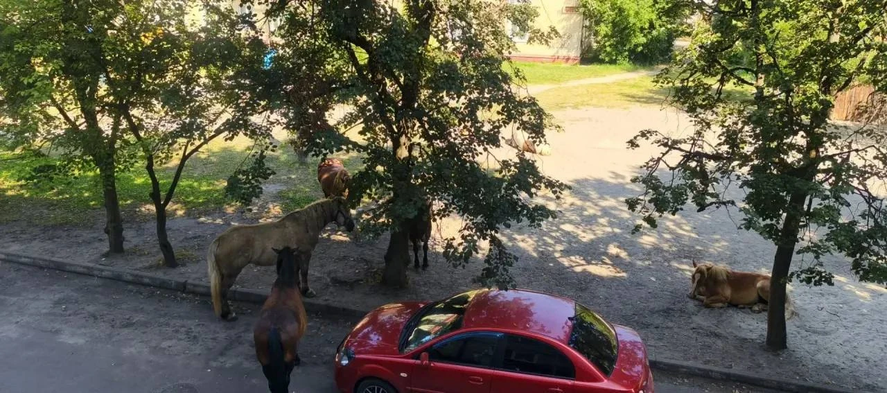 🐎Табун лошадей вновь заметили в одном из дворов в Володарском районе



Подписаться: @zhestbryansk