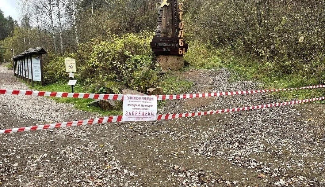 «Столбы» закрыли из-за медведей — нарушителям грозят штрафы