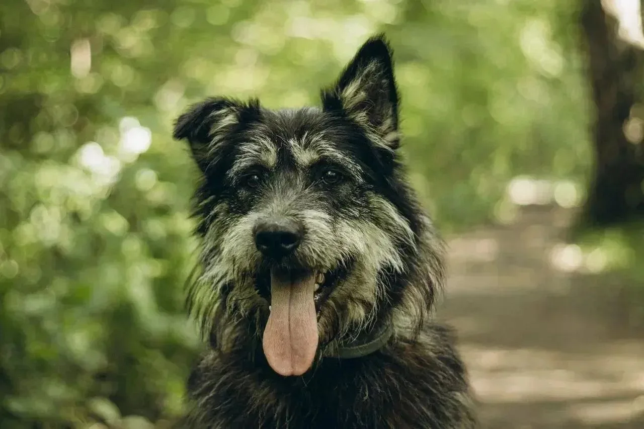 🐕Проша - озорной и невероятно нежный парень появился в приюте после того, как добрая ж...