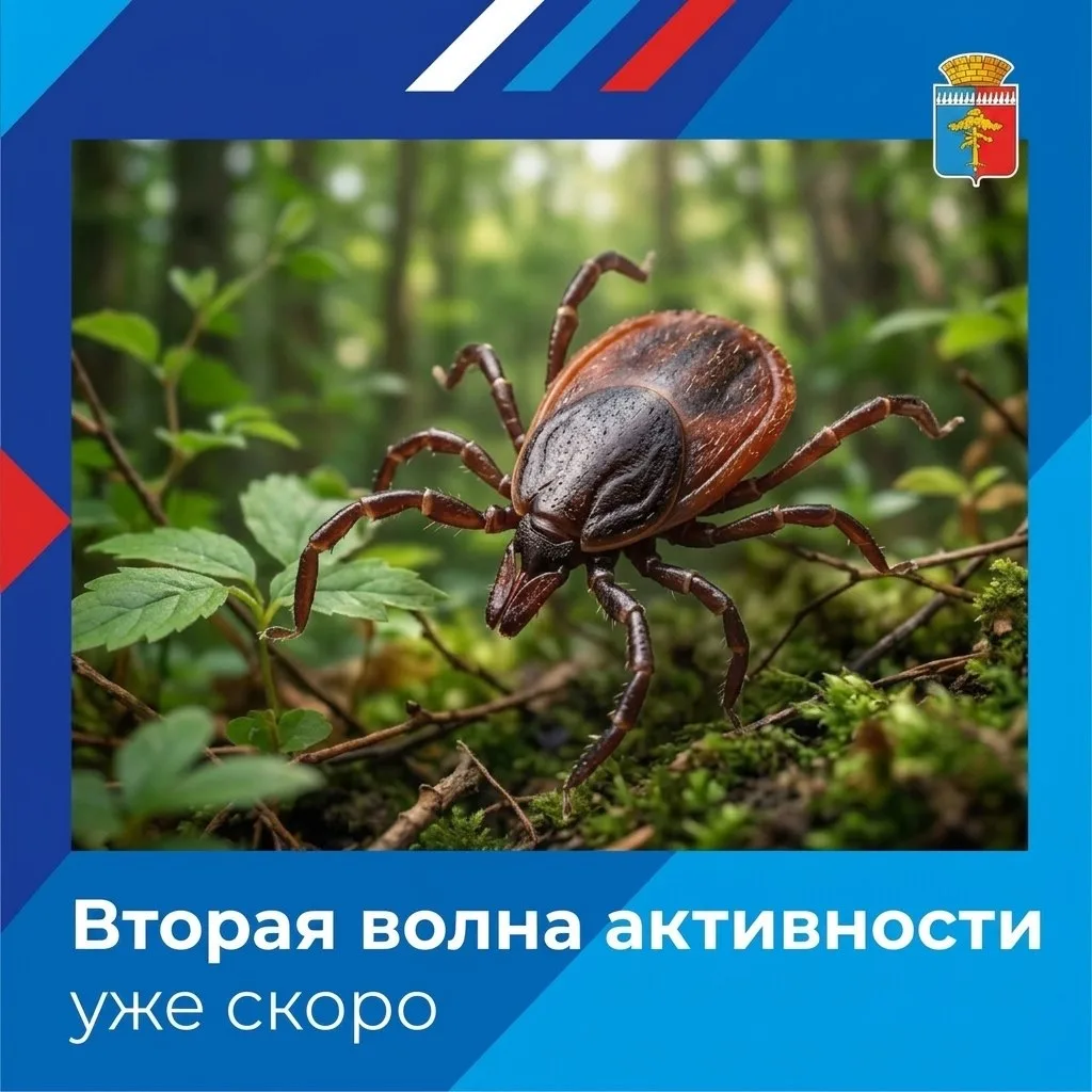 Вторую волну активности клещей ожидают с августа по сентябрь