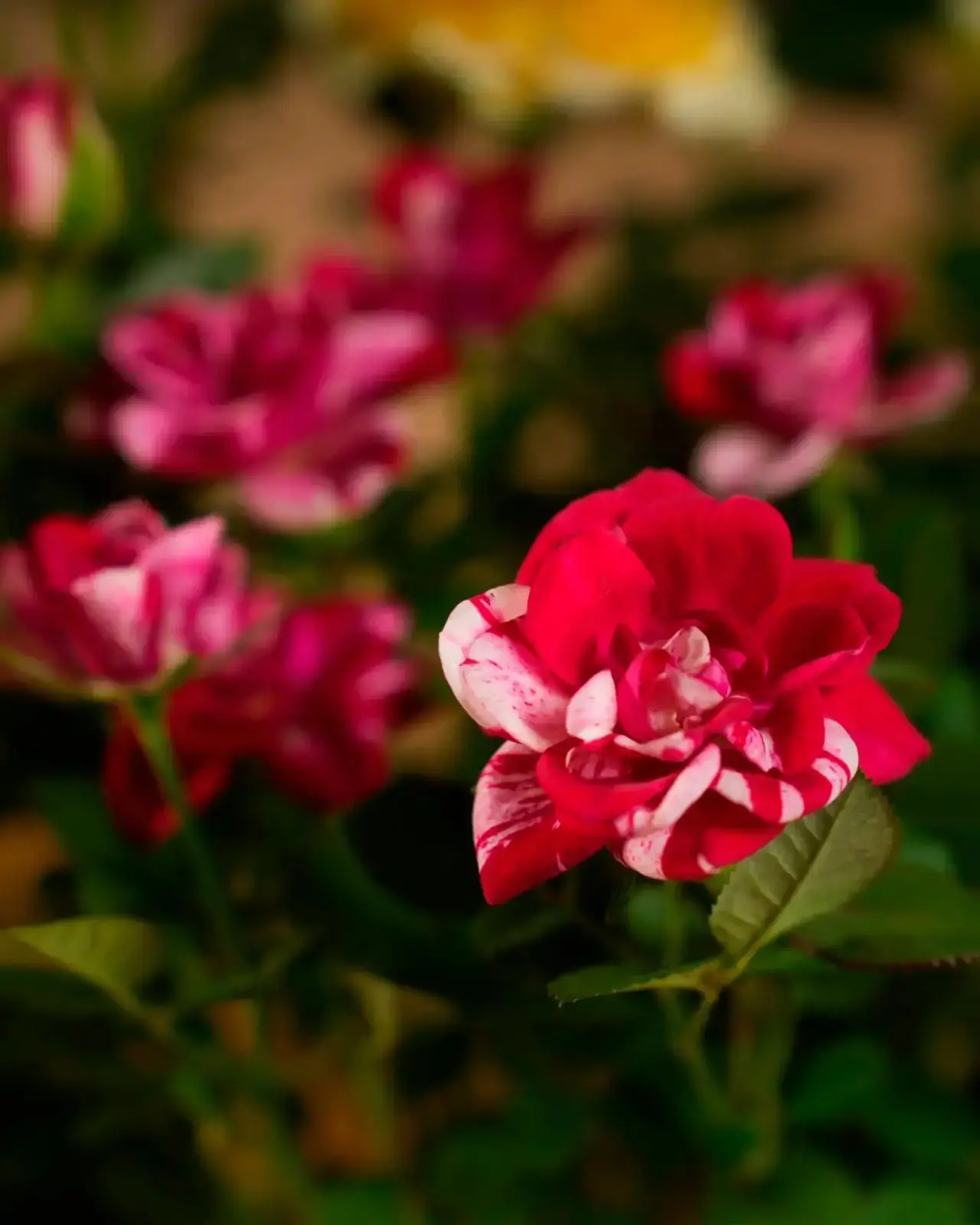 Как подружиться с горшечной розой? 🌹