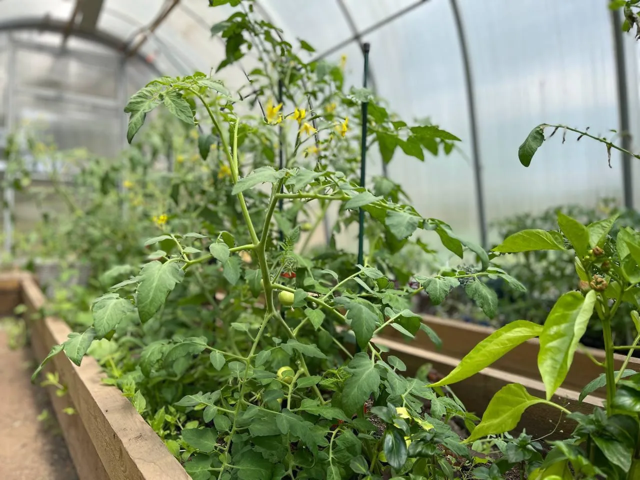 🍅 Переросла рассада томатов? Не спешите расстраиваться!