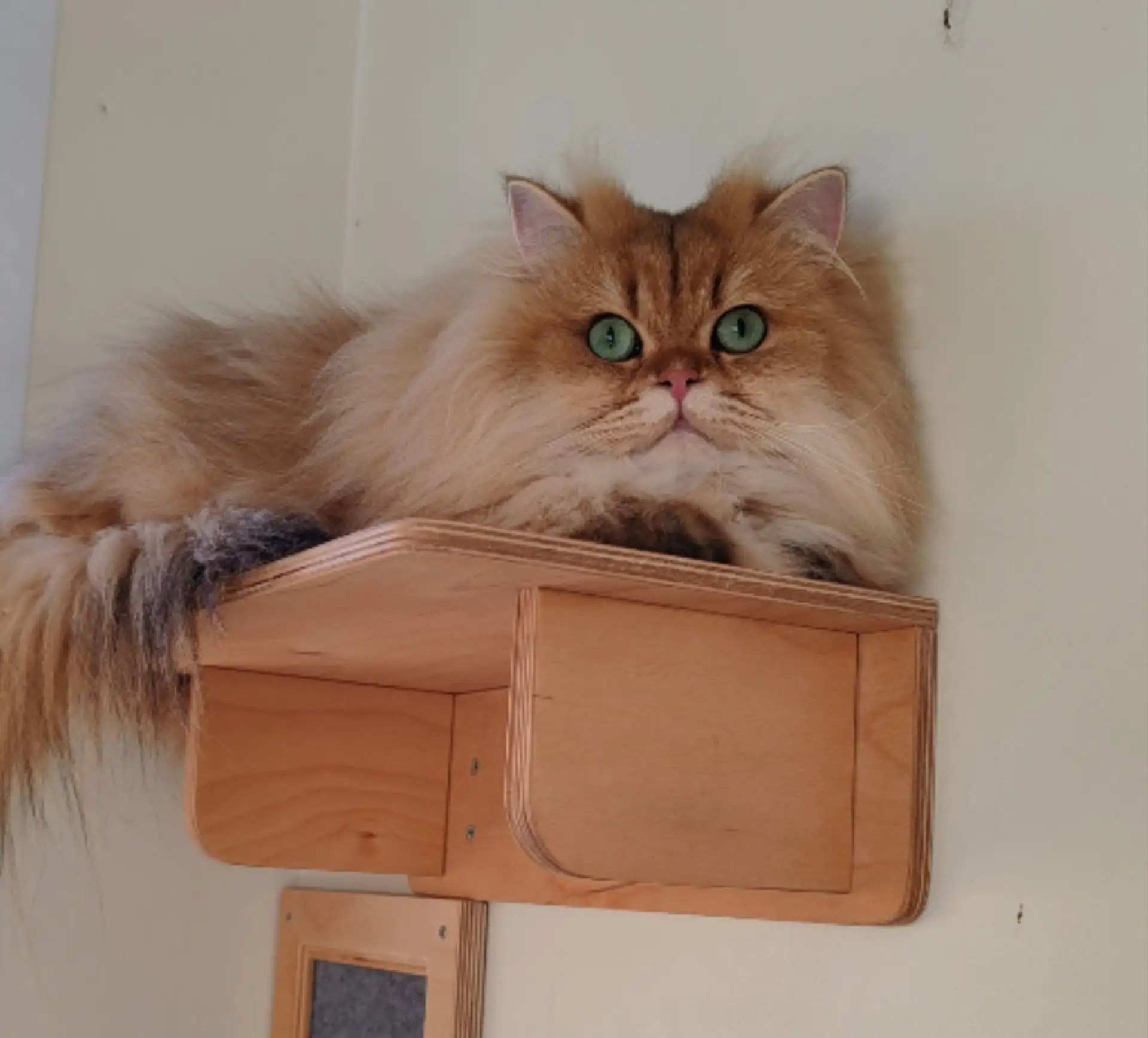 Марси снова у нас в гостях (британская длинношерстная)😻