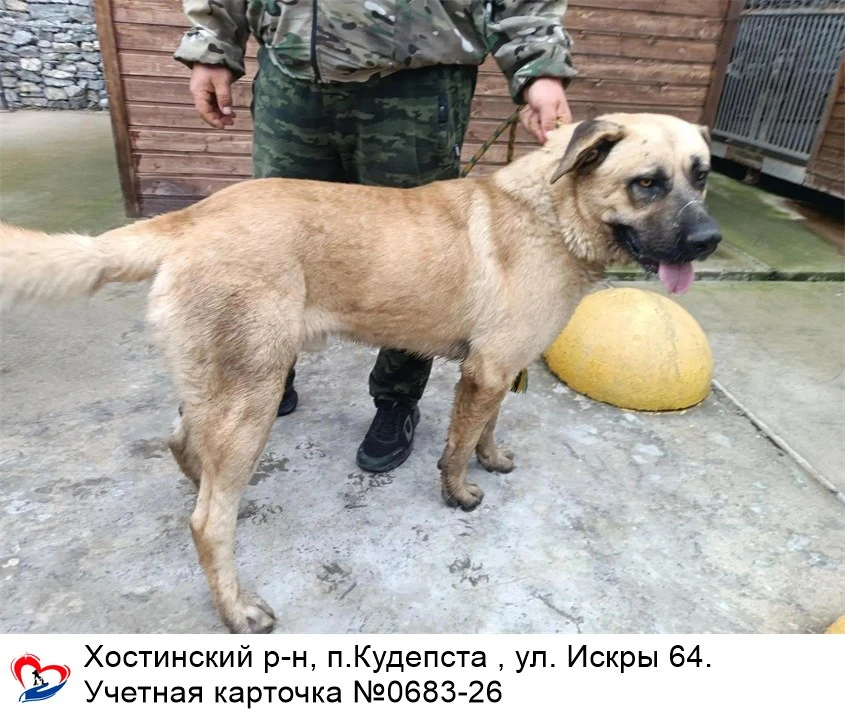 15.09.2026 был отлов собак по адресам: