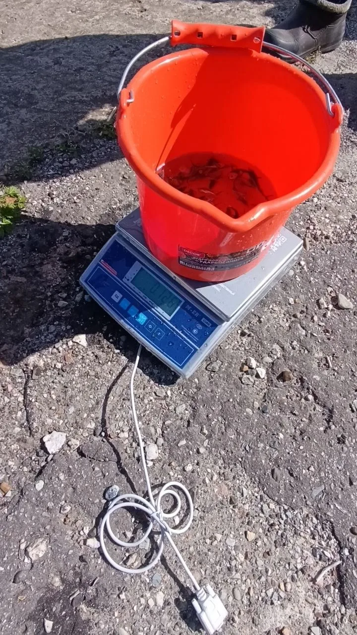В Пензенское (Сурское) водохранилище был осуществлен выпуск молоди стерляди