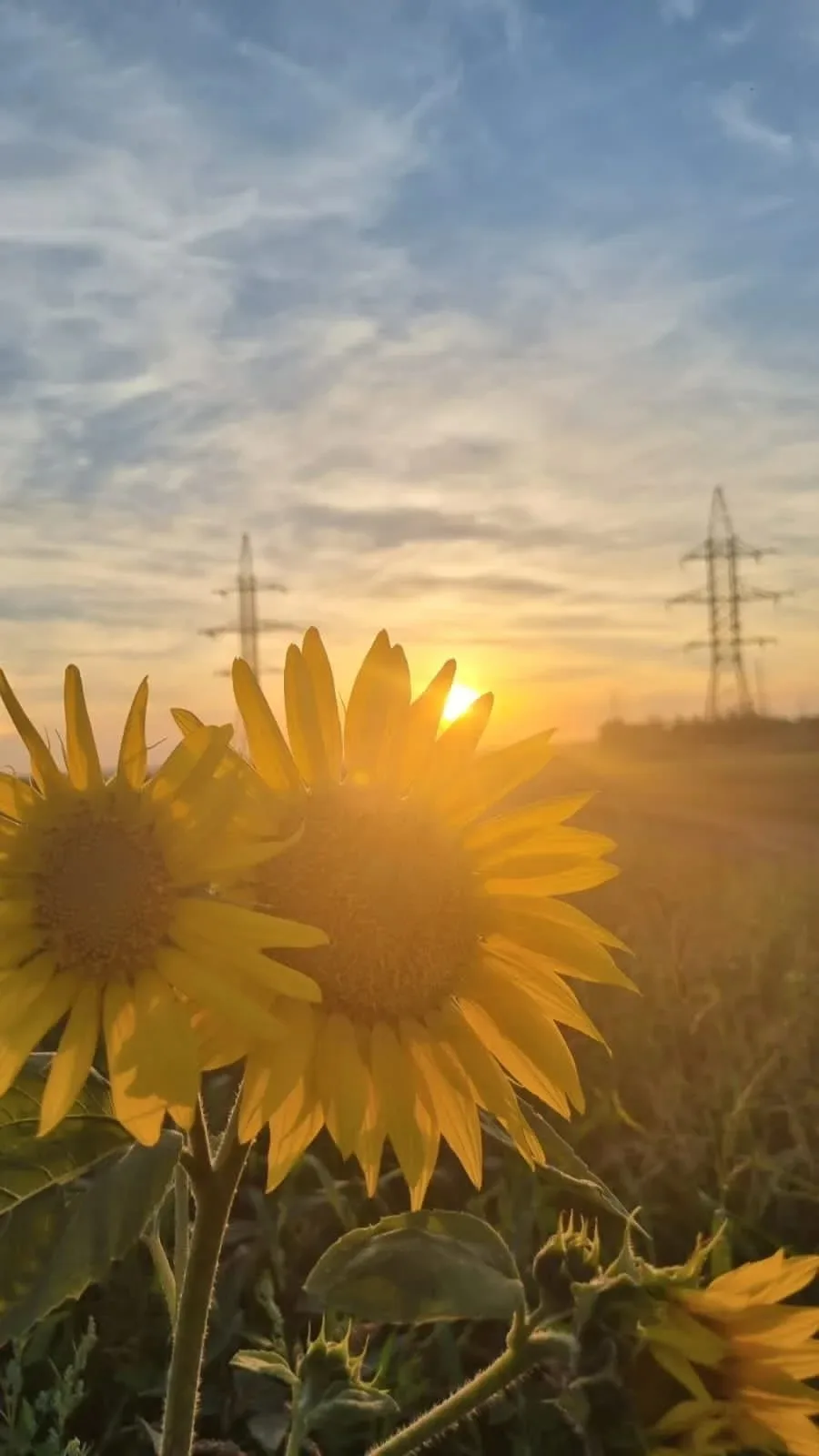 Доброе утро, жители Подлесновского МО! ☀️

🗓Сегодня 29 июля 2026 года, среда.

❓Какой праздник отме