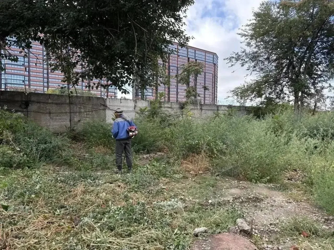 В Краснодаре за полгода скосили более 33 000 гектаров сорняков, отчитались в мэрии.