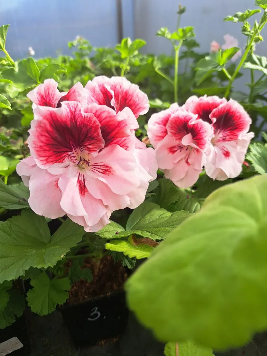 Всем здравствуйте! Весна идёт- весне дорогу! 🌱🌞🌷 Рады сообщить, что мы завершили массовое укоренение
