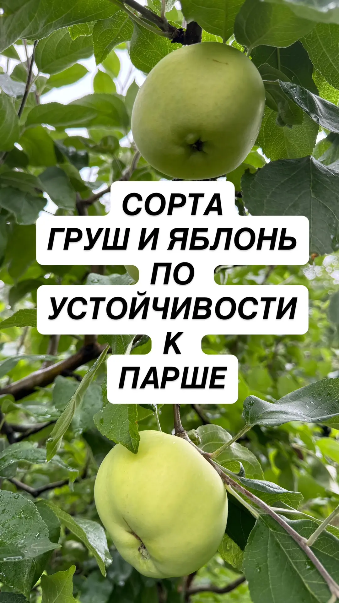 Очень много мне присылают листочков яблонь и груш с паршой 
Сейчас уже достаточно поздно суетиться, 