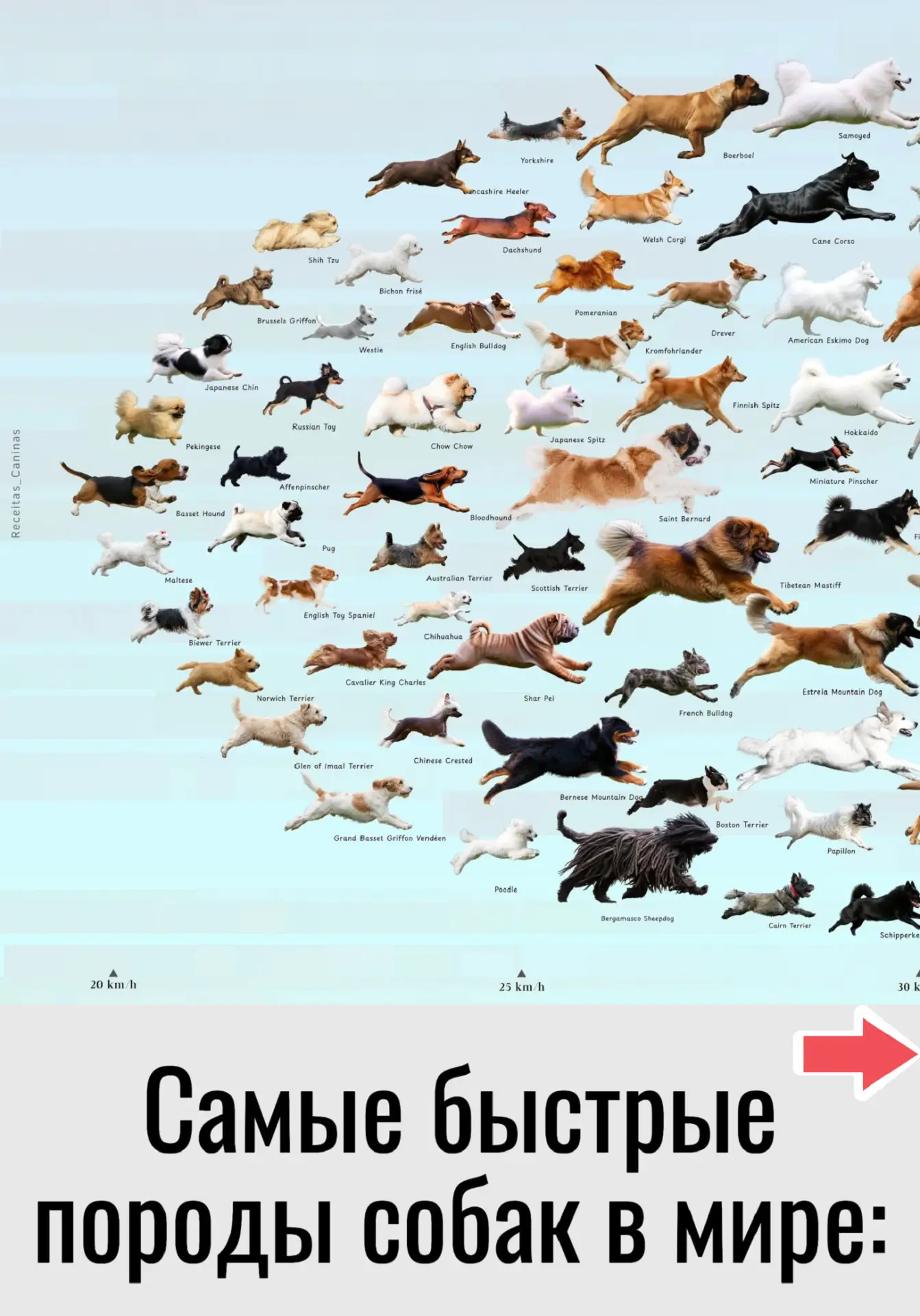 Самые быстрые породы собак
