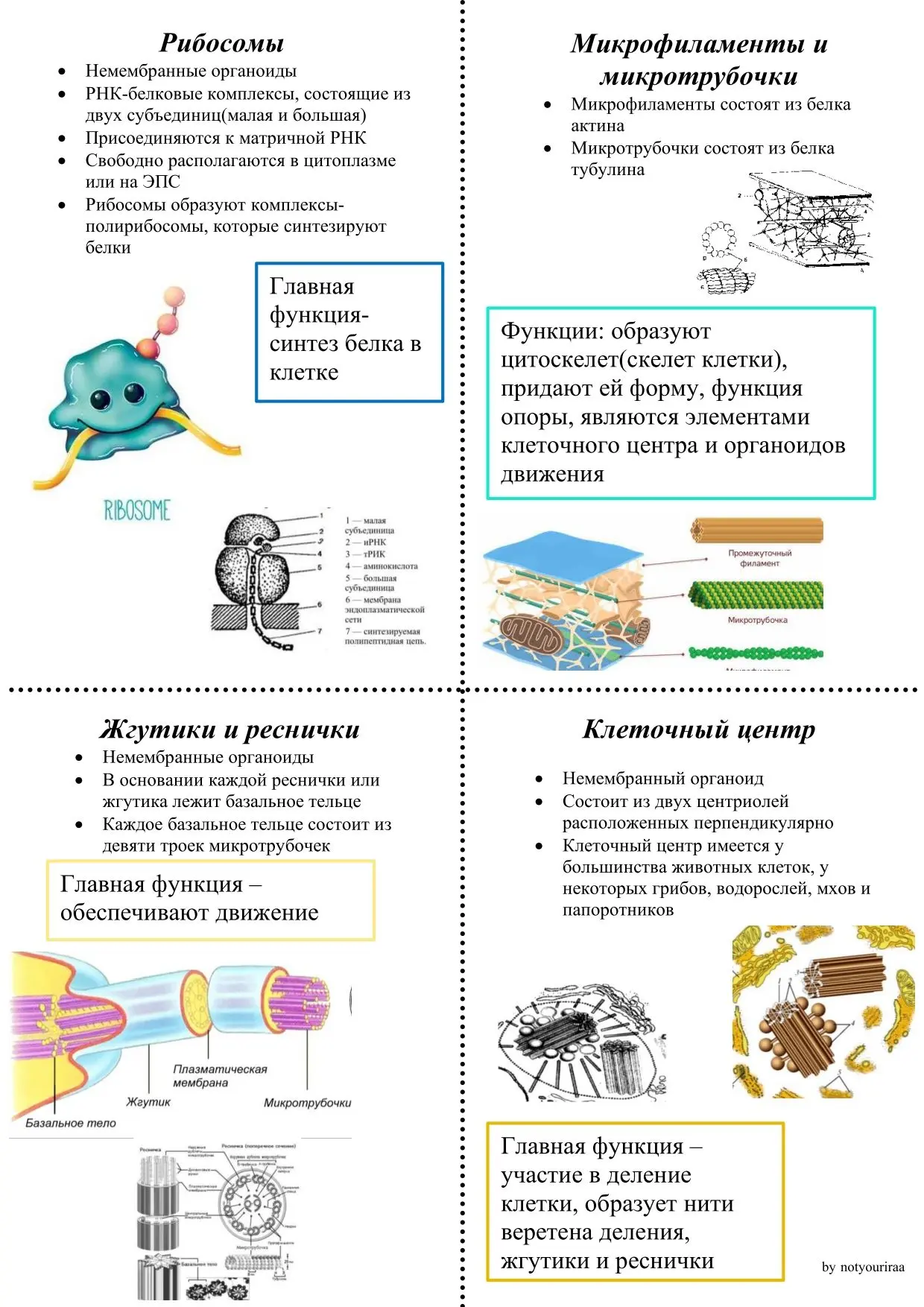 Карточки по компонентам клетки