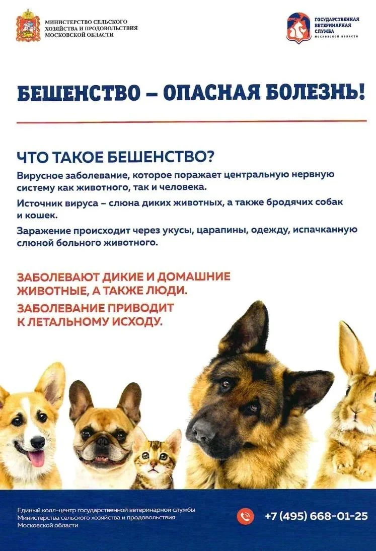 Прививайте своих домашних животных от бешенства!
