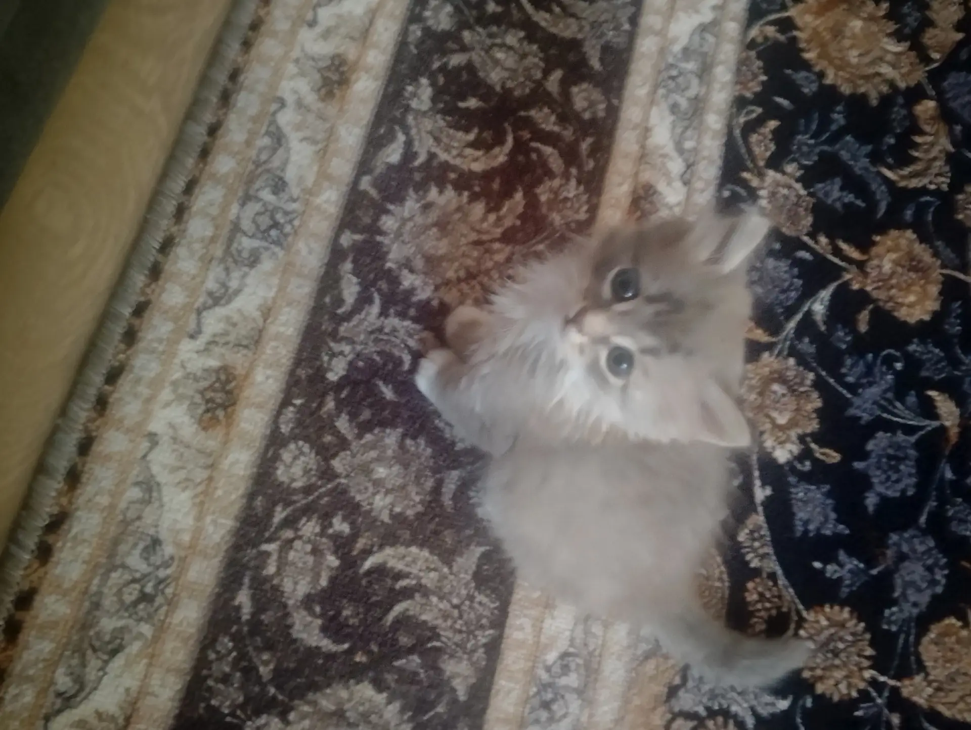 Отдадим в надёжные руки девочку 1,5м. Игривая, кушает сама, лоток знает. 89068694302