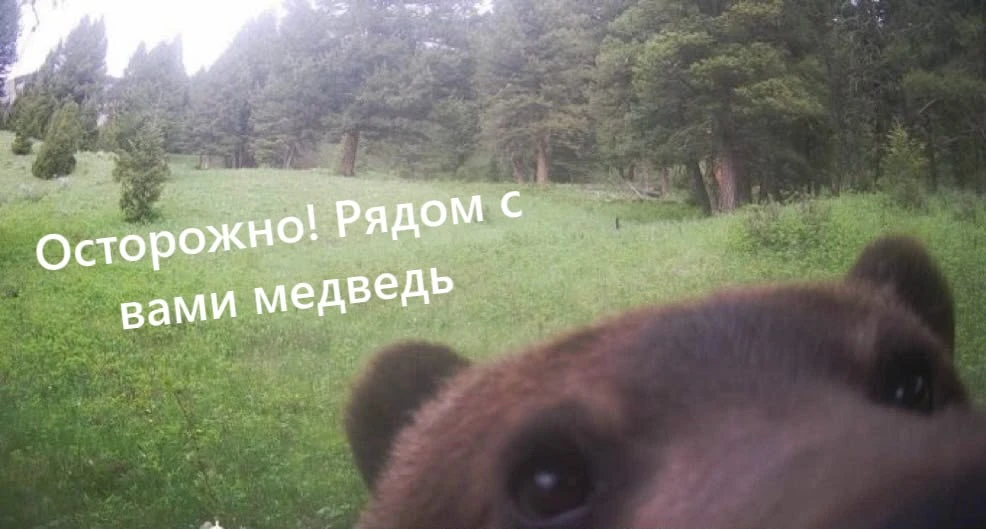 Медведи в Ярославской области готовятся к спячке. Сейчас звери активно набирают массу, ...