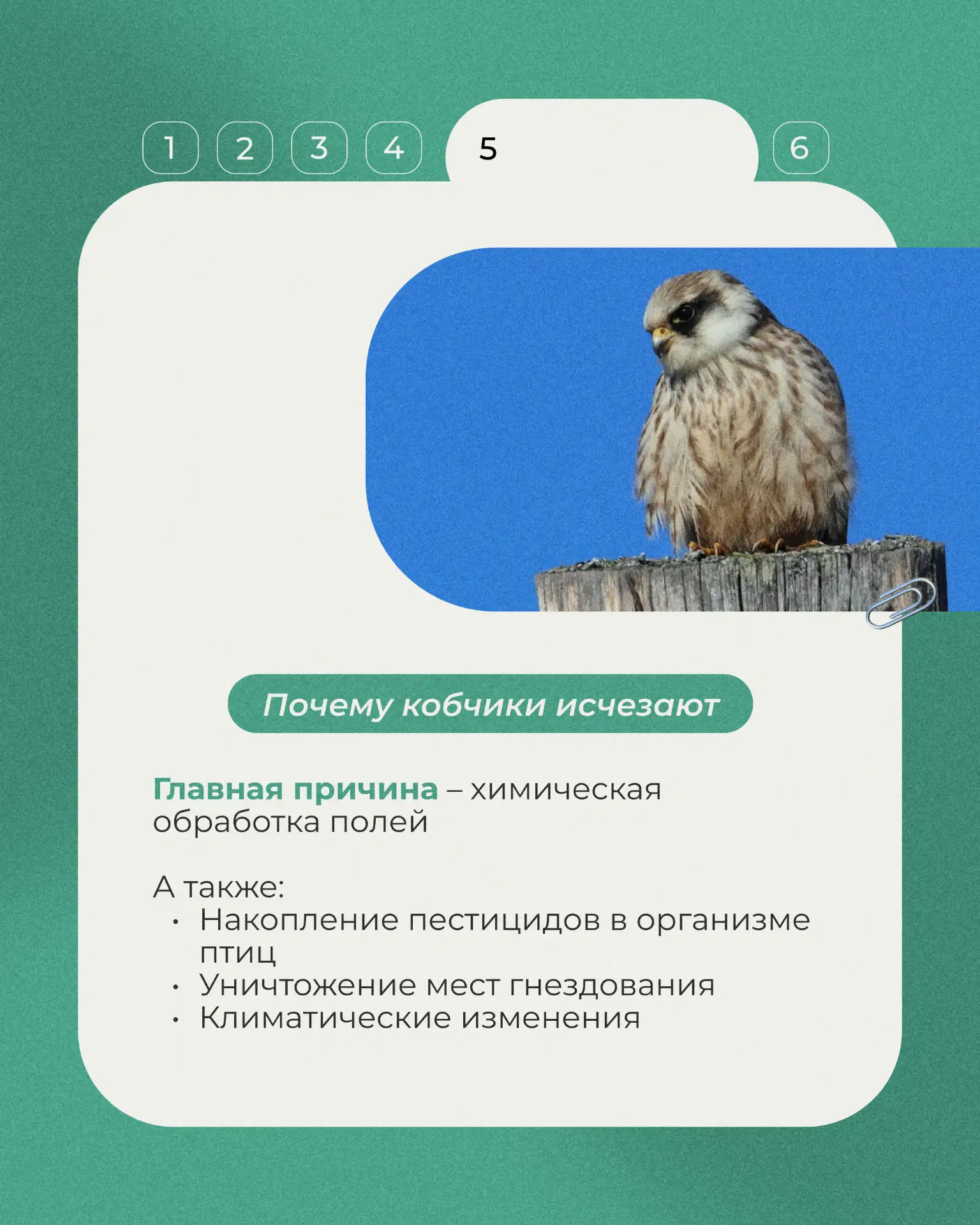 Начнем с миниатюрного хищника семейства соколиных - кобчика. Эта птица размером чуть меньше голубя, 
