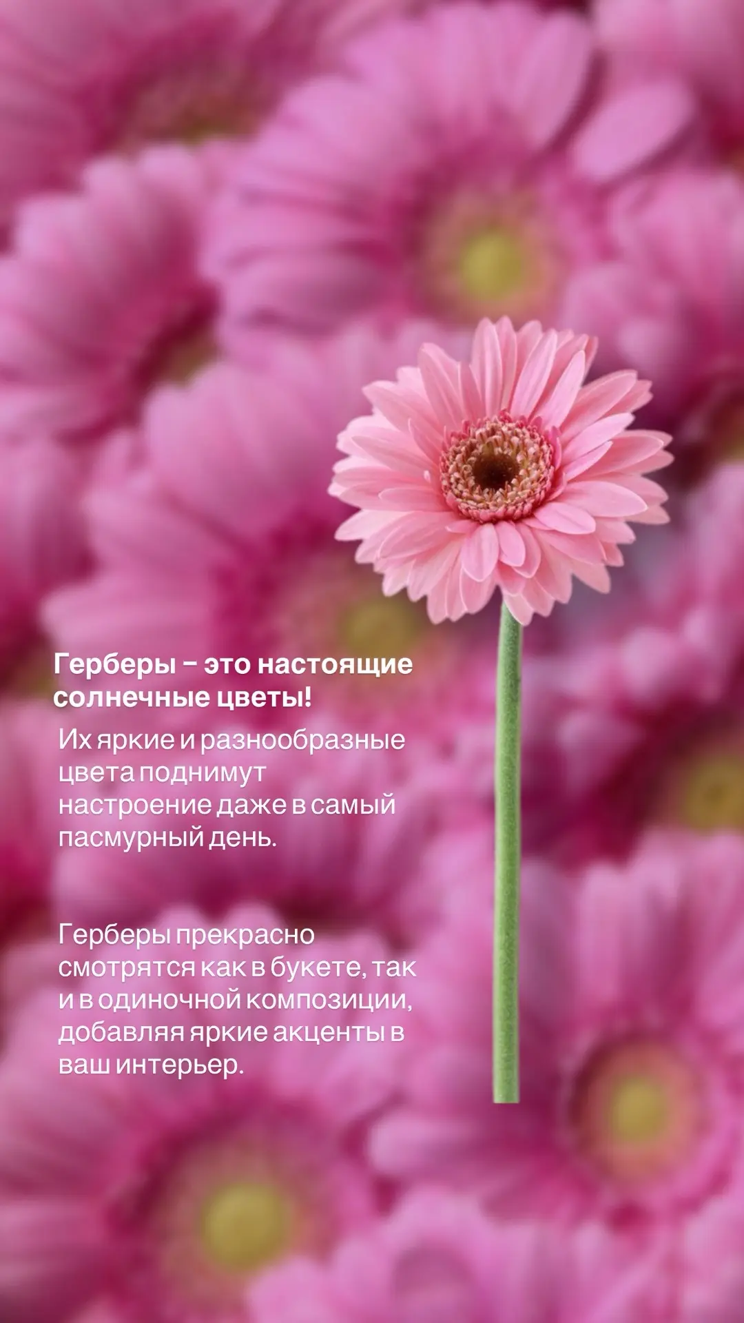 Свежая поставка 🦋
