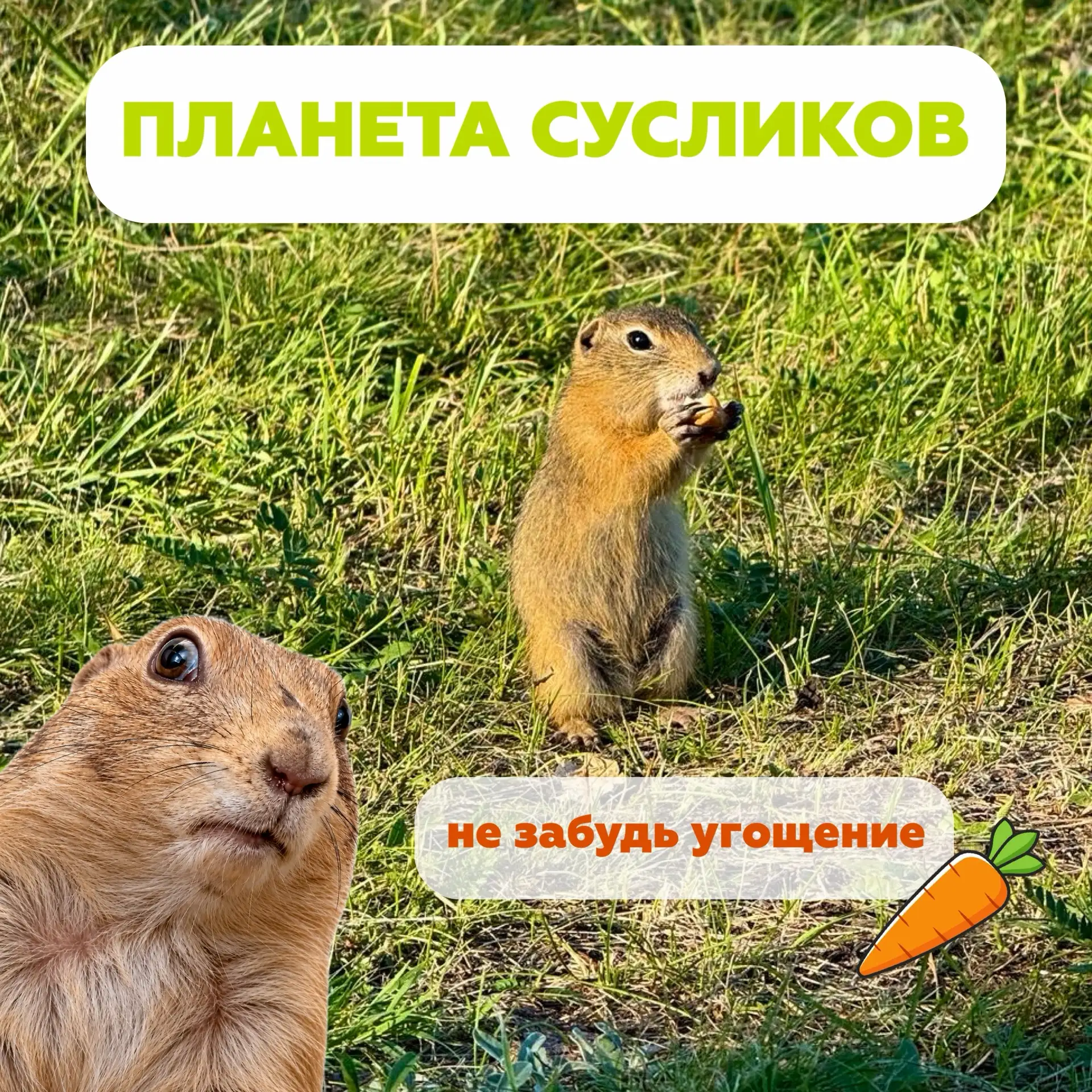 🐿️ Планета сусликов посреди Красноярска