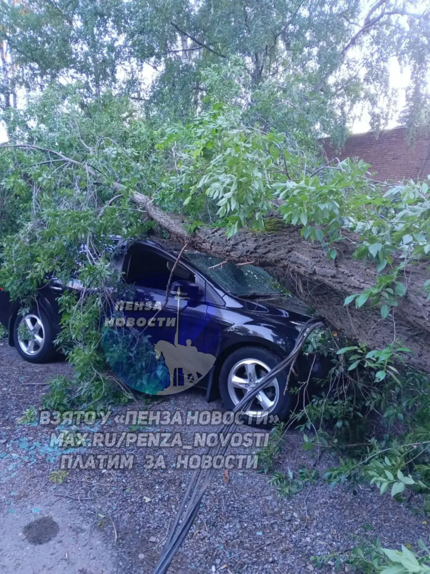 🌳 Дерево упало на машину в Заводском районе