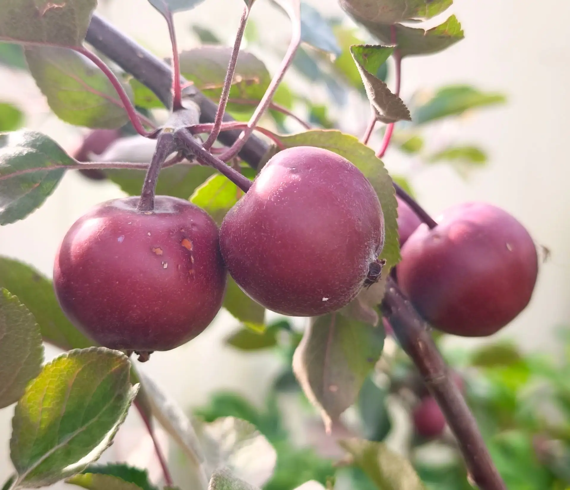 🍎🍏 Секрет сладких и крупных яблок: суперфосфат и сернокислый калий в июне 

На каждый кв. м проекц