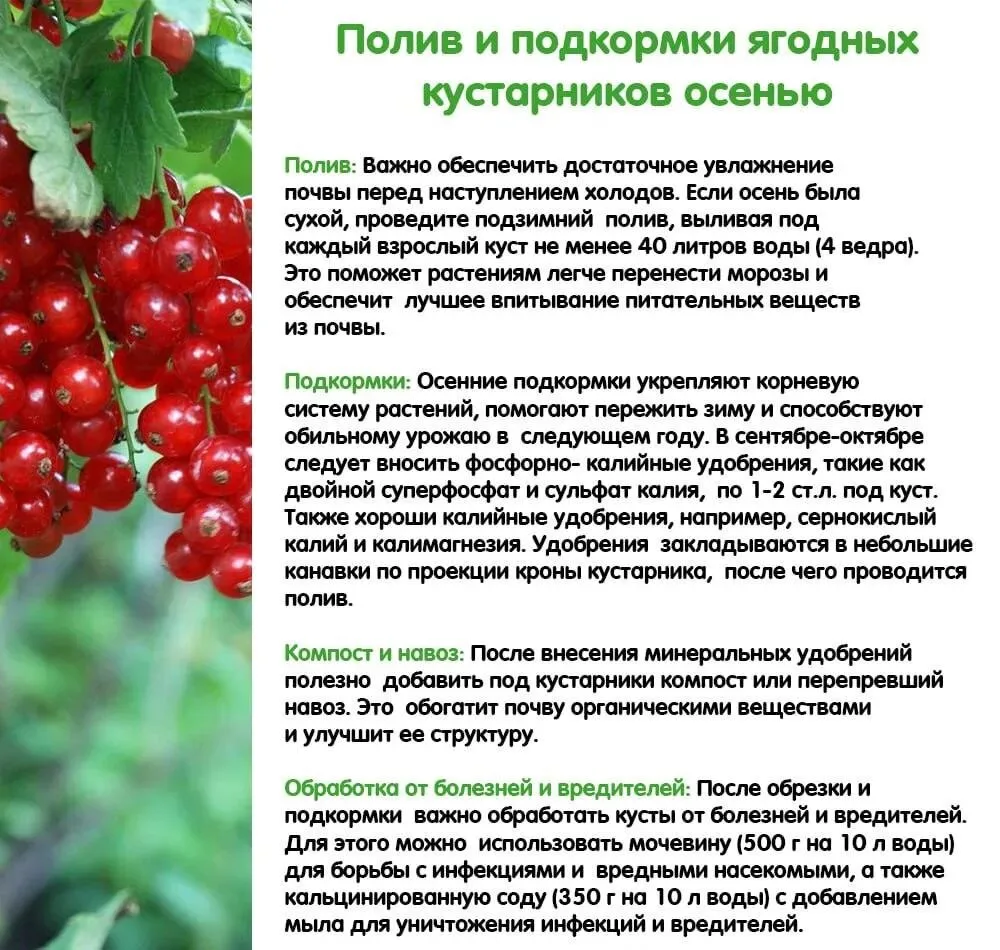 💧  Полив и подкормки ягодных кустарников осенью