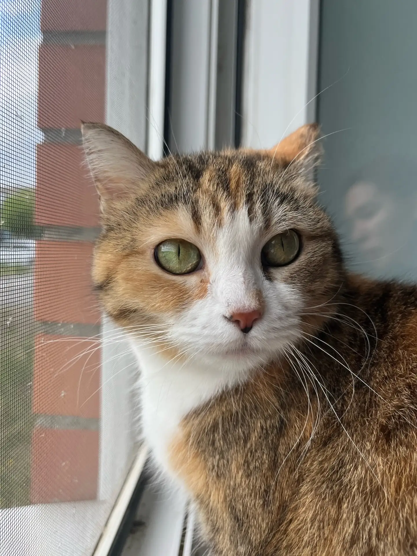 Эта прекрасная Булочка приехала к нам.🐱🐱

Её мир рухнул в один день. Шикарная трехцветная кошка ищ