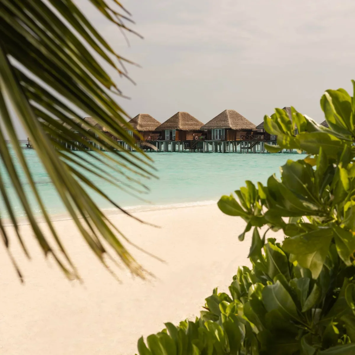 🩵 Премиум-виллы с домашним рифом

Sun Siyam Vilu Reef 5* — камерный отель в атолле Даалу с полным