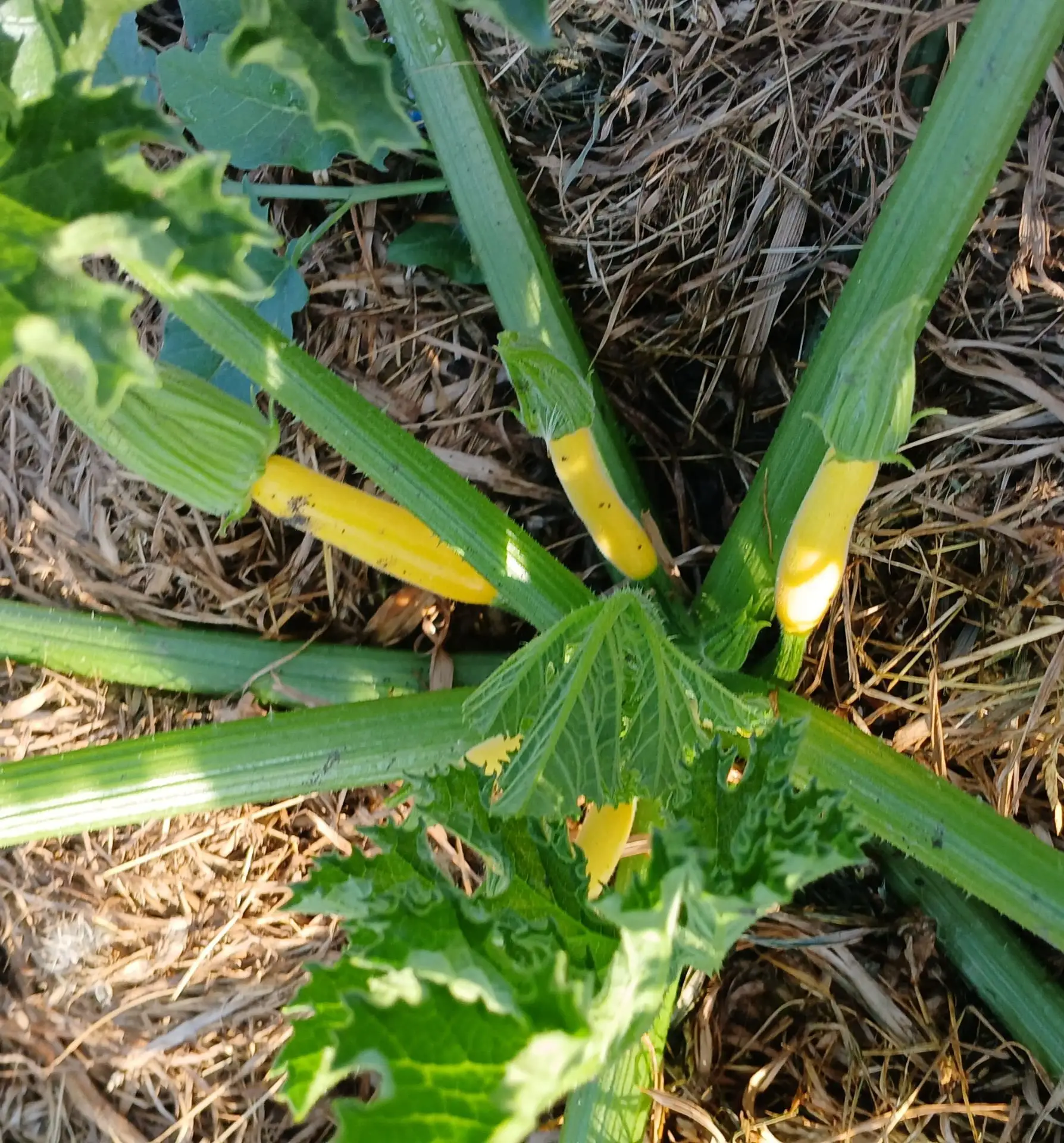 Скоро кабачки! 🍆