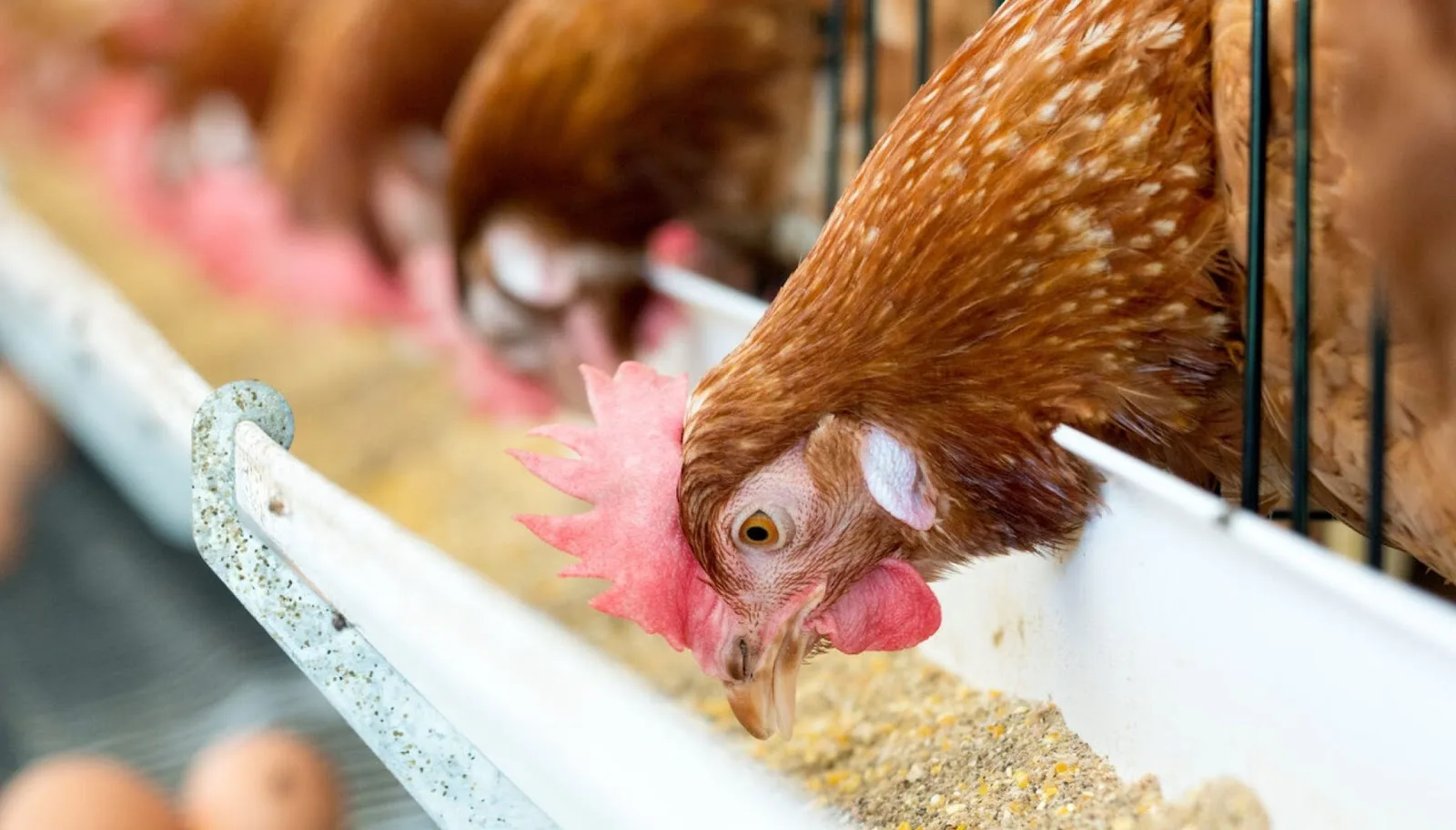 🐔 Куркума против сальмонеллы? Учёные нашли перспективную альтернативу антибиотикам! 🧪

Международн