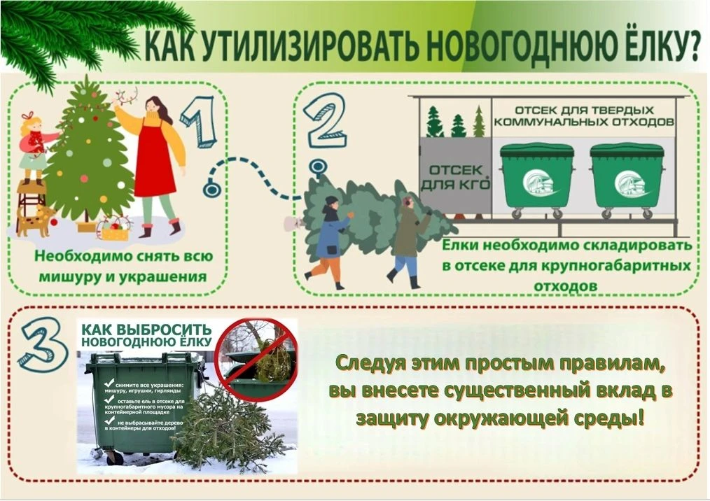 🌲 Новогодние праздники позади, и тамбовчане, у которых дома стояли живые сосны и ели, ...