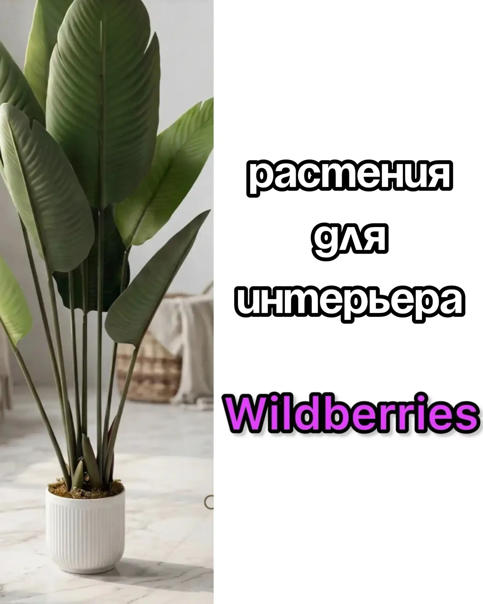 Декоративные растения на Wildberries 😍

Сохраняй артикулы: 
180034191
179719797
123032842
447908089