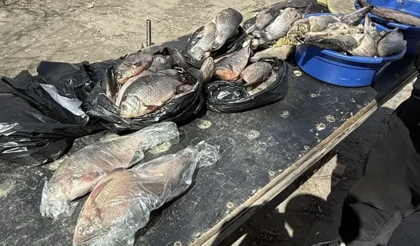 🐟 Незаконная торговля рыбой пресечена сотрудниками полиции в ходе операции «Путина-2026» в Барнауле 