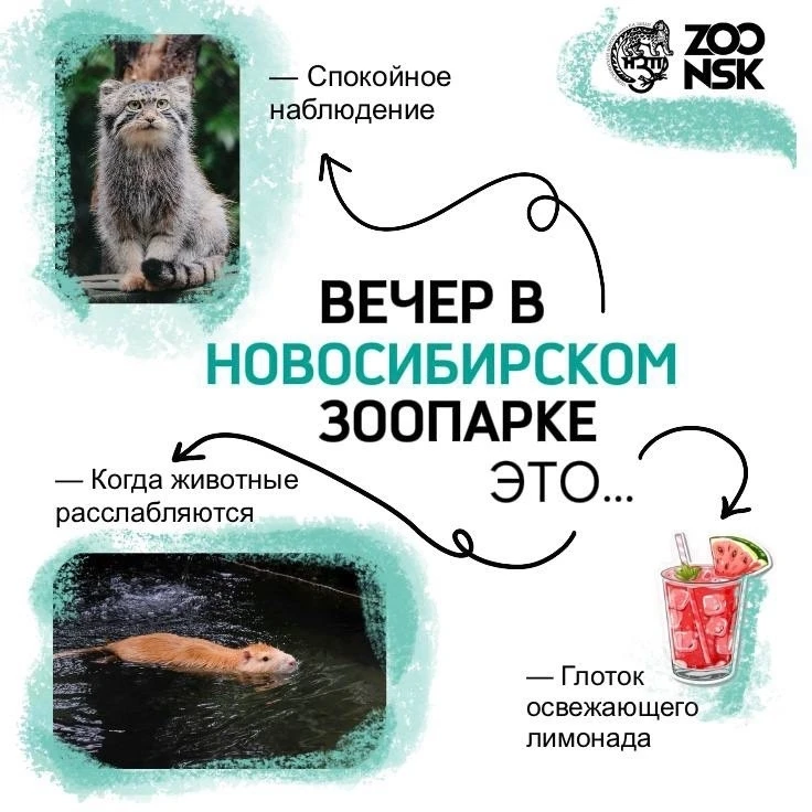 Родники | Снегири | Новосибирск🏡

Летний вечер в зоопарке — отдельное удовольствие. 🌿

Меньше солн