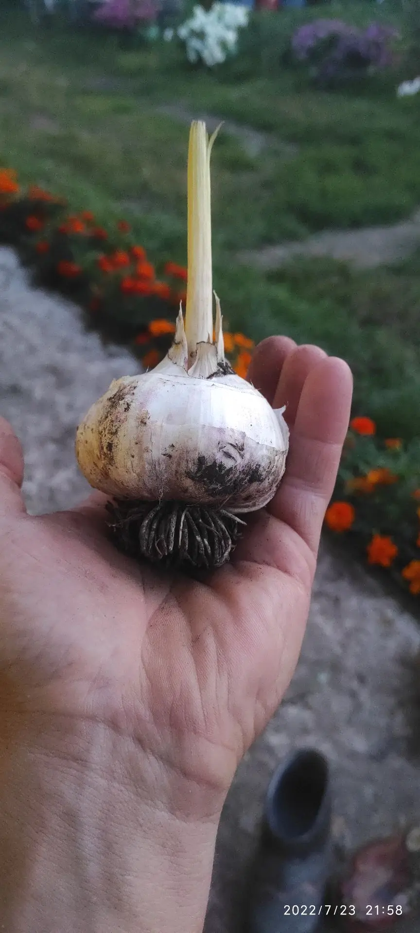 Сарымсакны озак саклау өчен