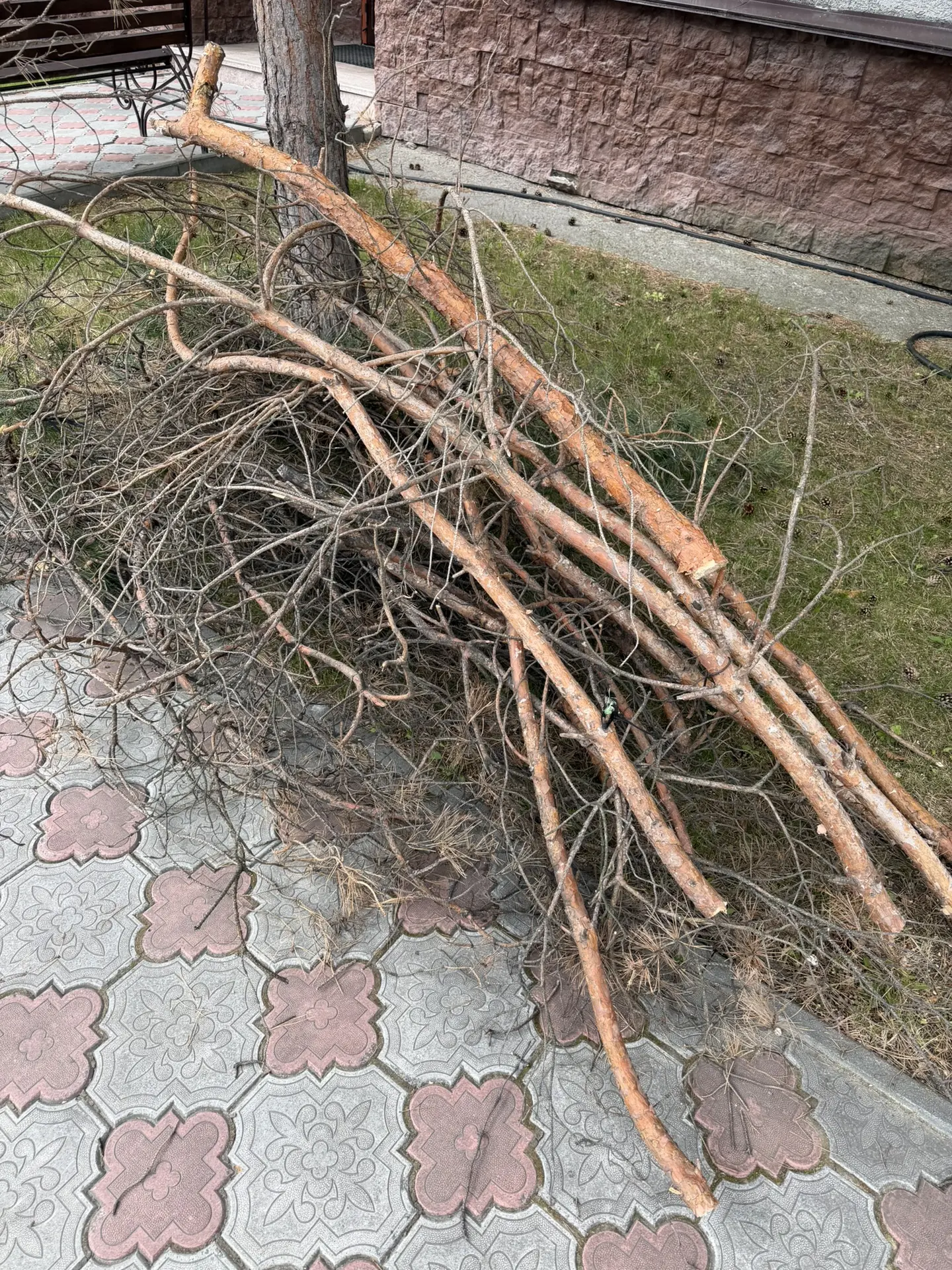 У 1 корпуса выполнили обрезку сухих веток