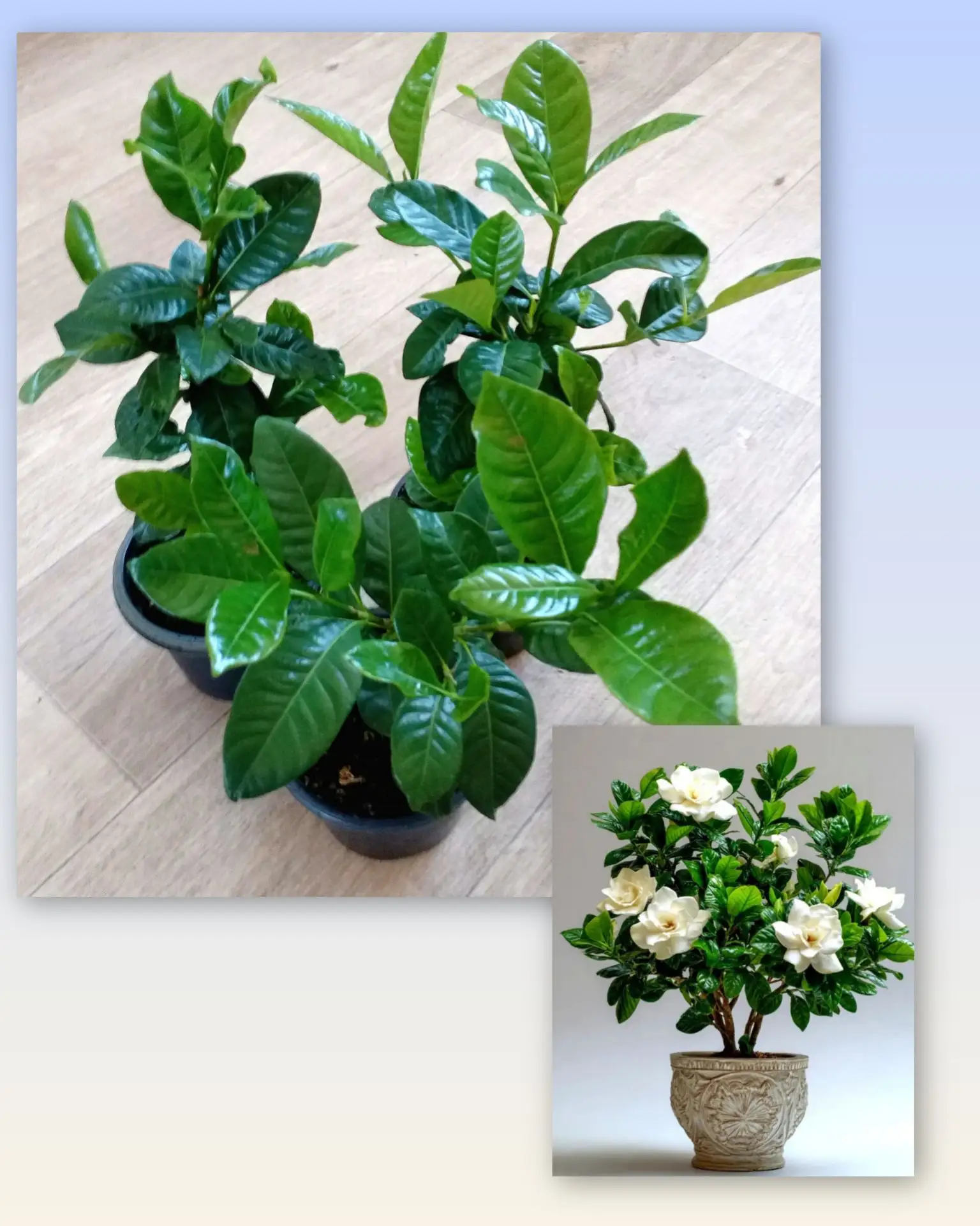 gardenia jasminoides