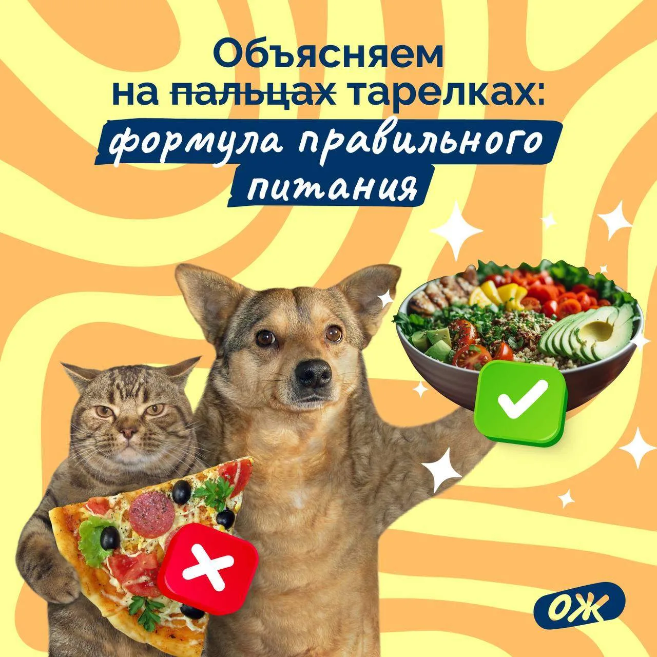 Здоровое питание — это не диета и не полный отказ от сладостей. Это разнообразная и вкусная еда, кот