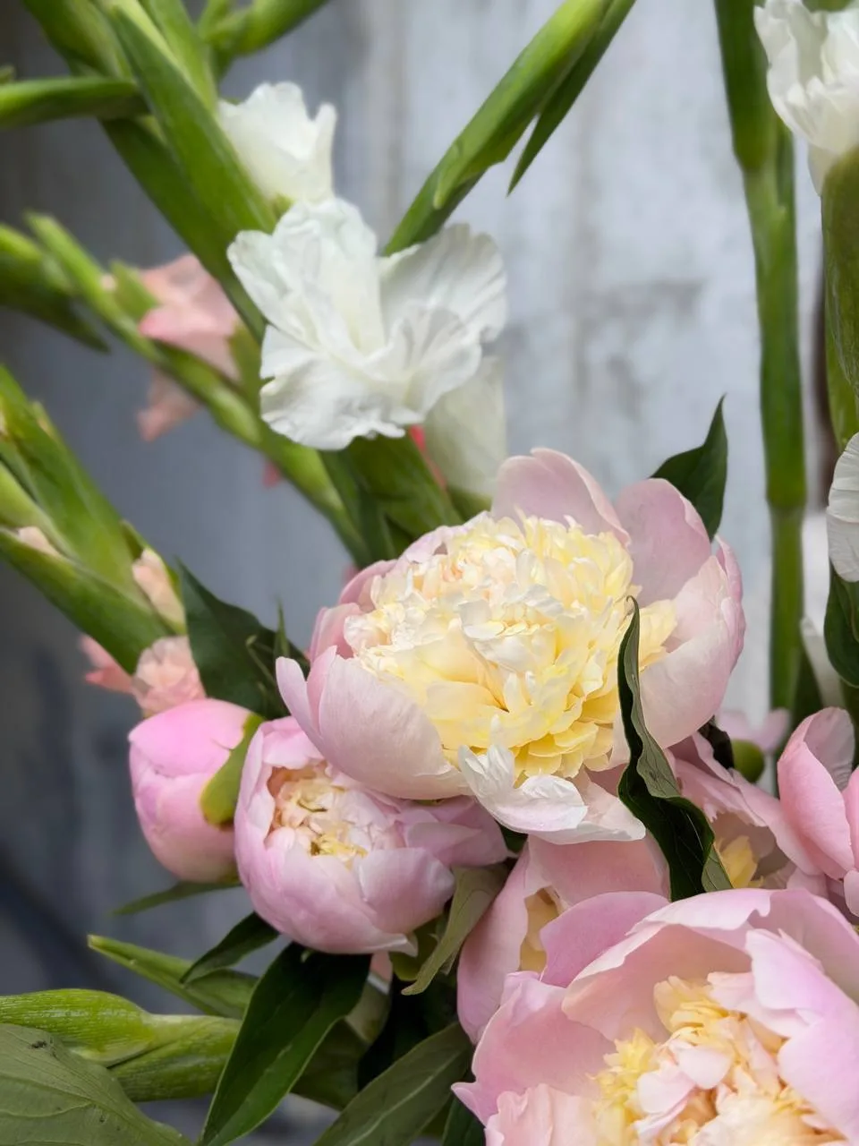 Нежности.. 🌷

Сегодня у нас все такое нежное и легкое! Прям смотрим на цветы и душа поет..

Пион - 