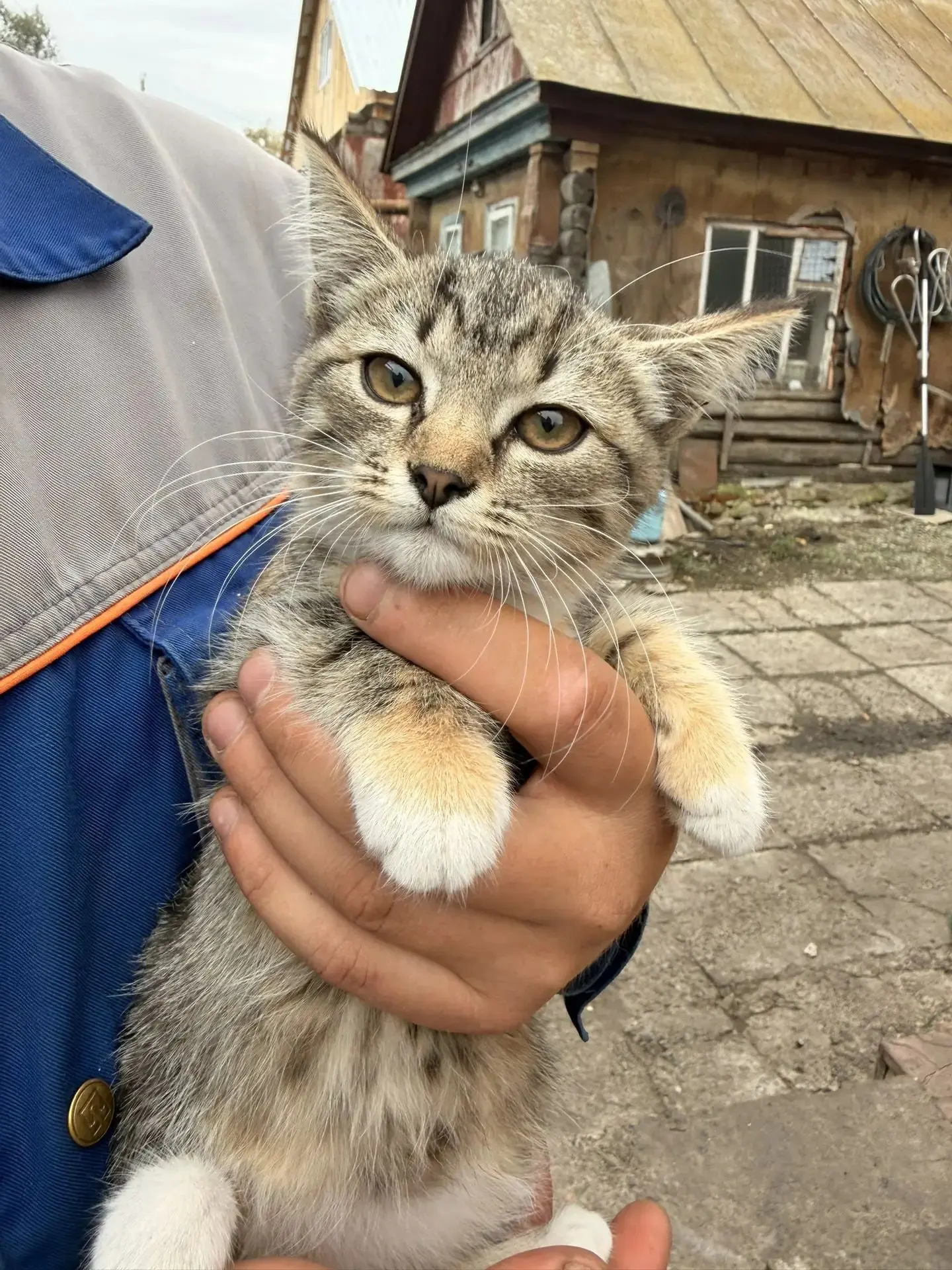 Отдам котят в добрые руки.