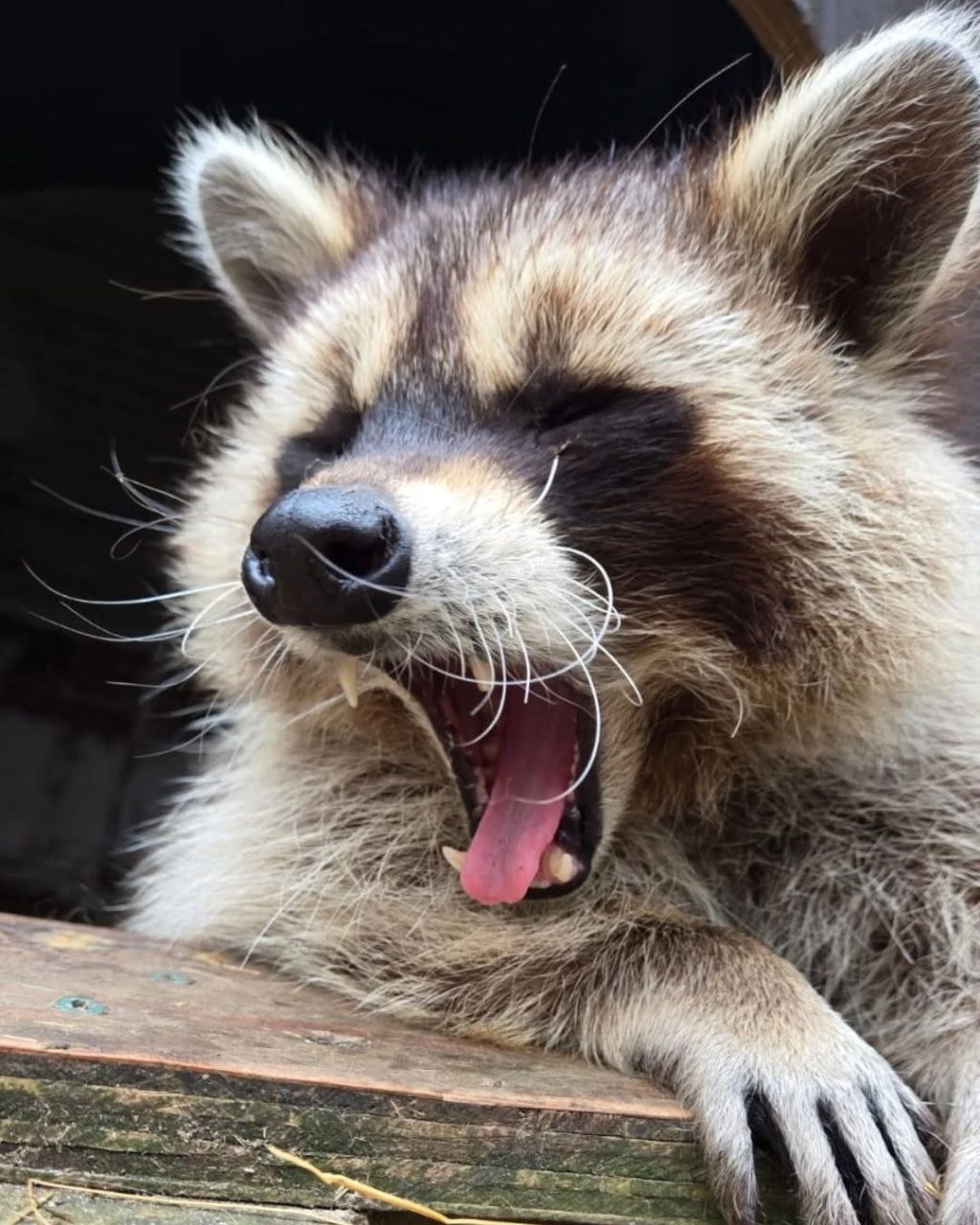 🌜Доброй ночи, дорогие подписчики! Доброй ночи, Запорожье!😴