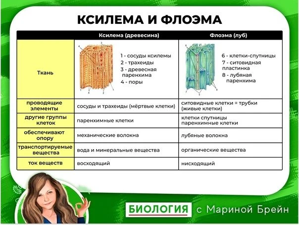 Ксилема и флоэма