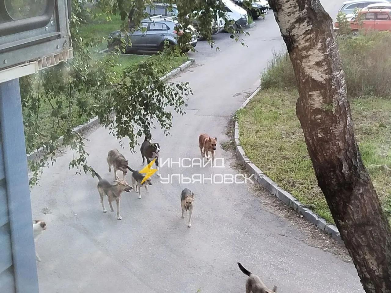 🤬 Добрый вечер. Вдоль Парка Семья и ближайших домов бегает свора агрессивных собак. У ...