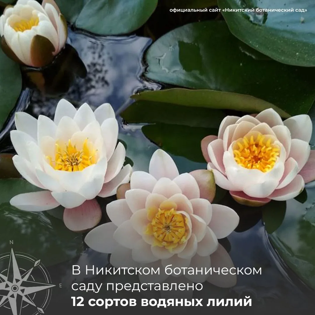 🪷Любуемся нимфеями в Никитском ботаническом саду

Королевами пресных вод – кувшинками украсили Боль