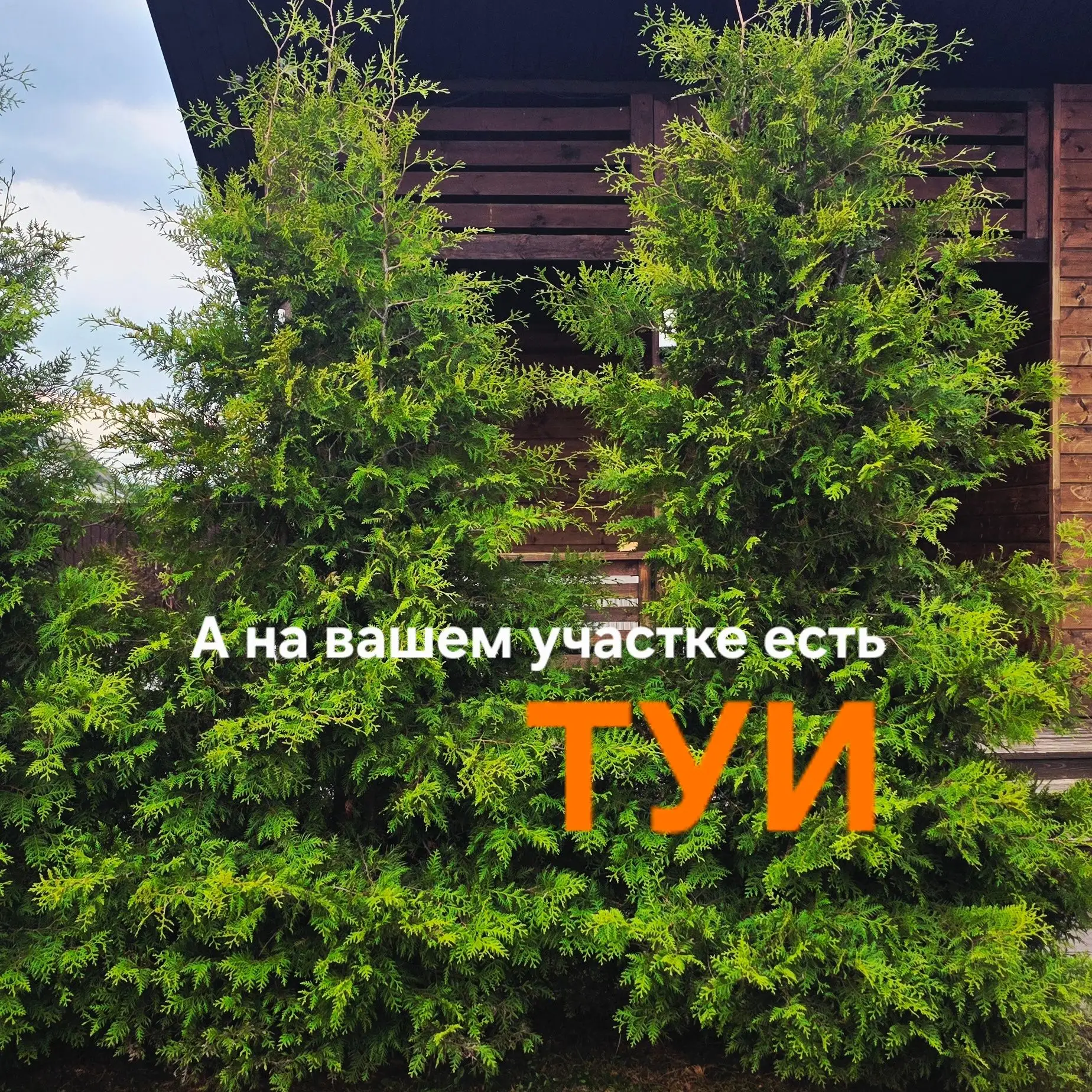 Вы посадили тую в метре от дома? Или, может, вдоль забора?