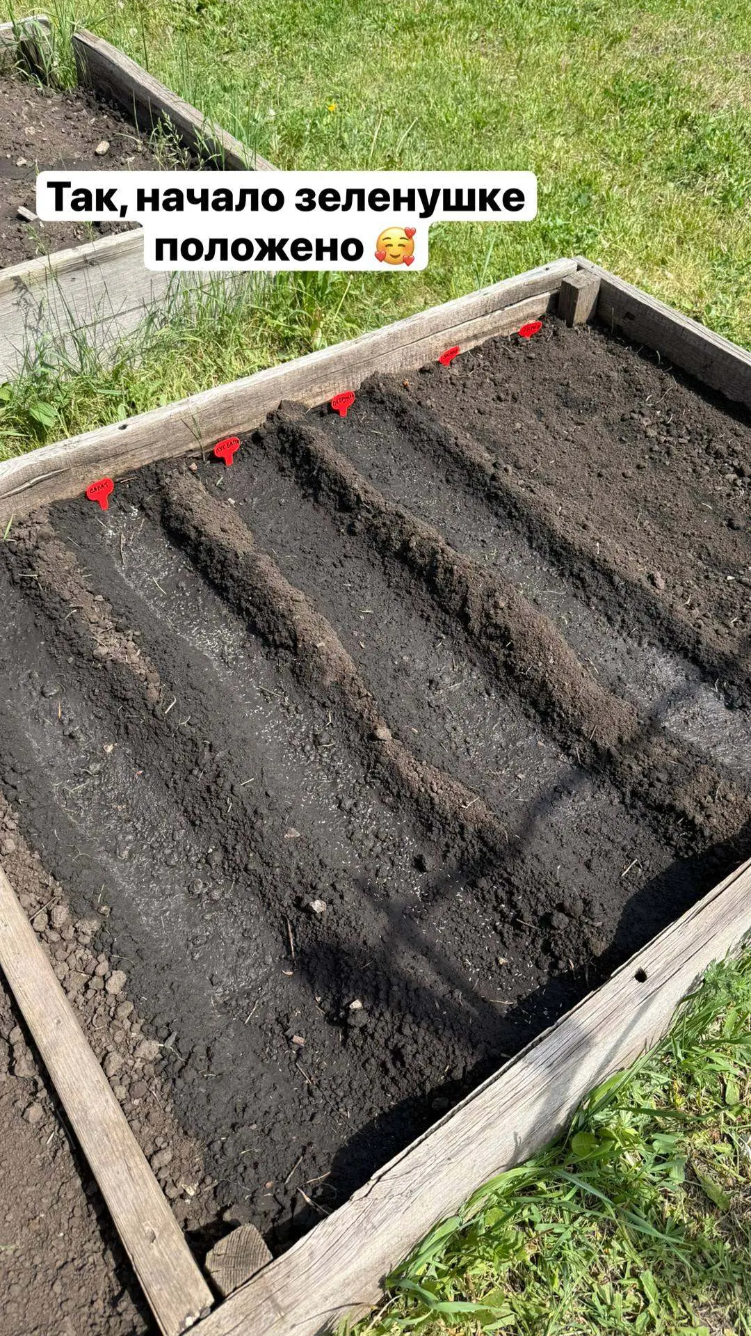 🌱 🗞 Новсти с дачи   Сегодня успела посадить зелень и кабачки.   И кстати, интересный факт 👇  Мои уче