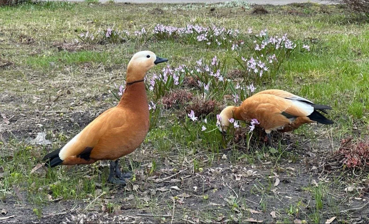🦆 У Большого Ангарского пруда огари остались почти без людей