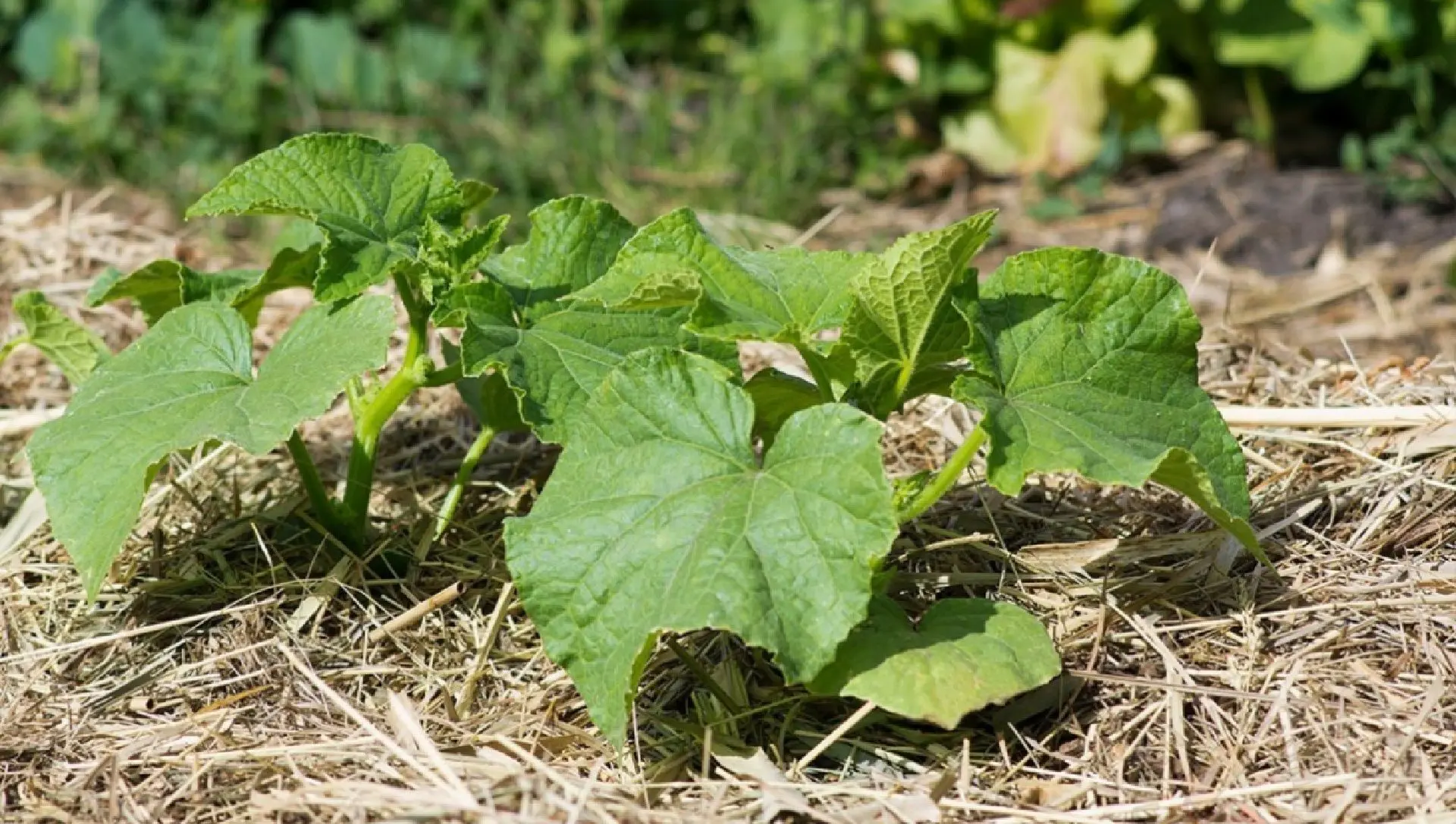 🌱 Проклюнулись огурцы? Первая подкормка — проверенная временем!
Просто полейте этим всходы — и ваши