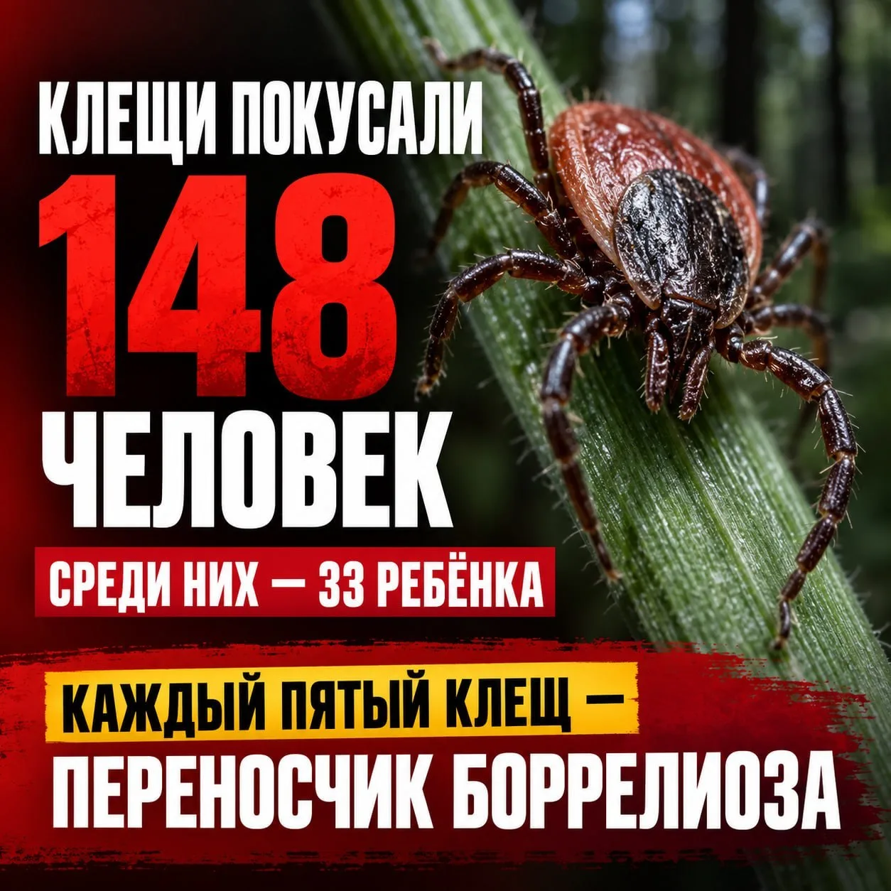 🕷️ За неделю клещи укусили 148 человек